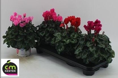 P. Cyclamen Gr Sup XL 13/27cm "CC3"