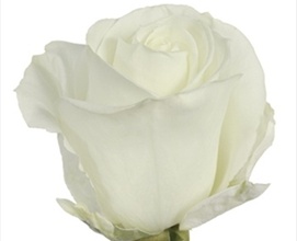 Rosa Ecu. Tibet 50cm