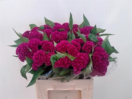 Celosia Cresta Mystic 75cm