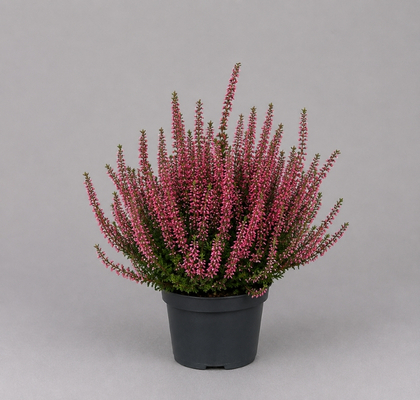 P. Callu Ga G Athene 12/22cm "CC8"