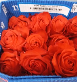 Rosa Col. New Face 60cm Nj.