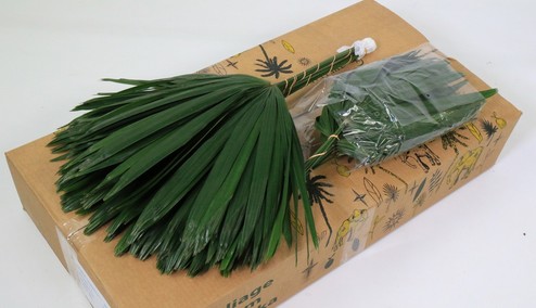Hoja Rhapis 52cm