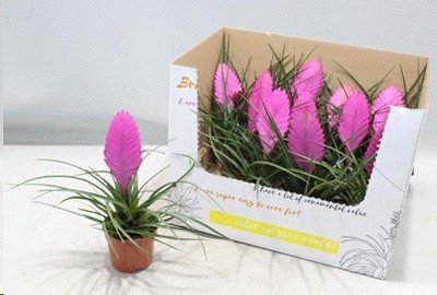 P. Tillandsia Cyanea Vincent 9/23cm x11