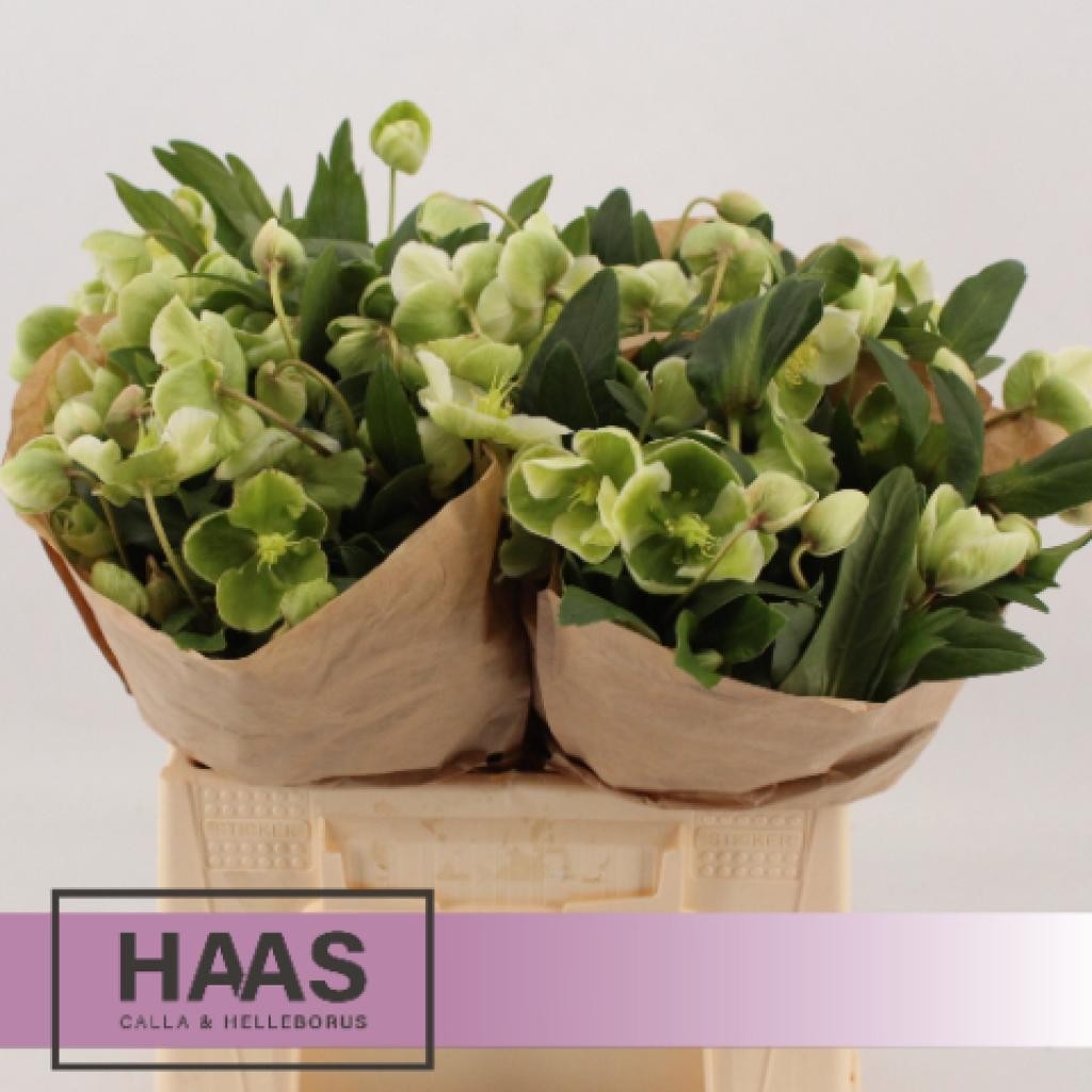 Helleborus Magnifc Bells 40cm