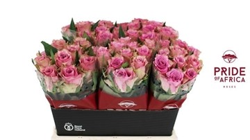 Rosa Hol. Flirt 50cm