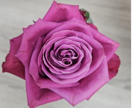 Rosa Hol. Inevitable 60cm