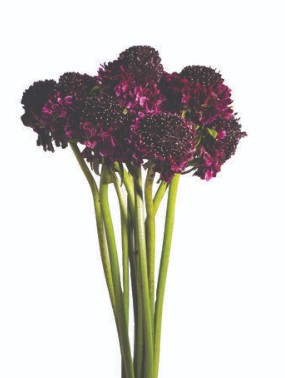 Scabiosa Ecu. Raspberry 60cm