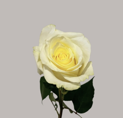 Rosa Hol. Artica 50cm