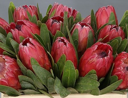 Protea Red Ice 50cm