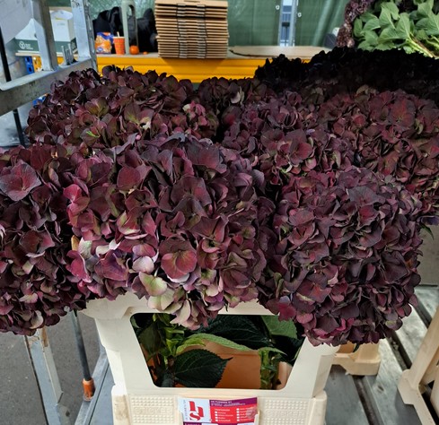 Hortensia Hol. Pink Ruby Classic 80cm 20/22