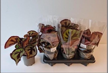P. Begonia BD Masoniana 13/32cm x6