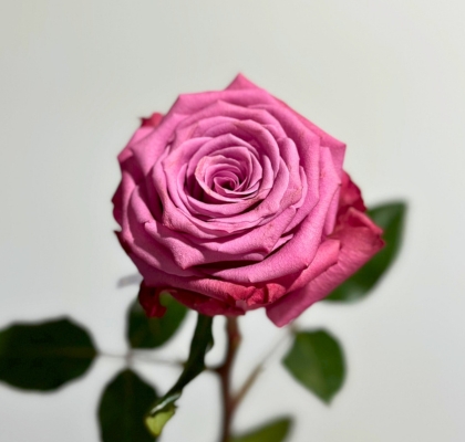 Rosa Ecu. Kendal 60cm