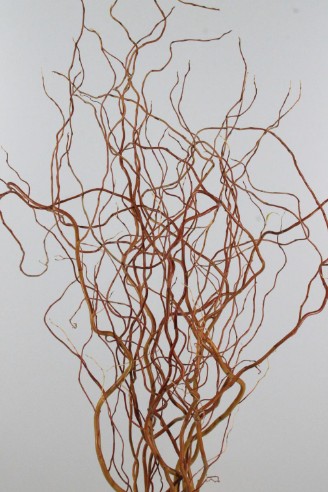 Salix Golden Curls 130cm "T50"