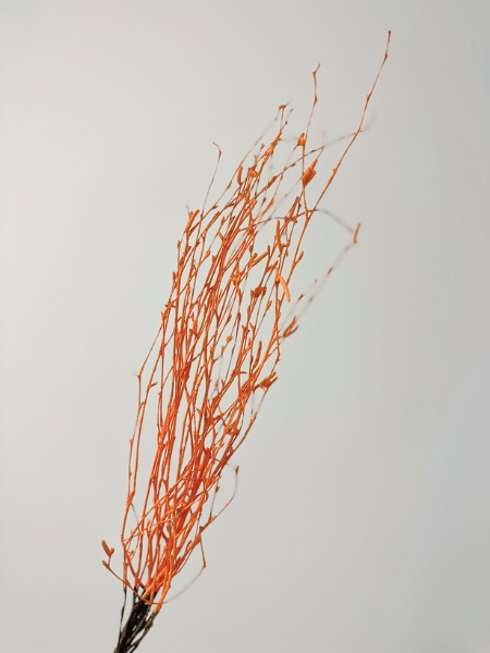 Berk Tintado Naranja 60cm 35g