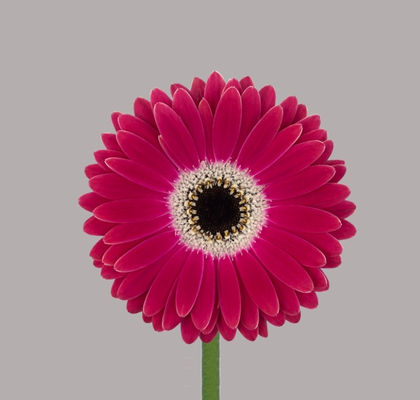 Gerbera Mini Hol. Dante "T20"
