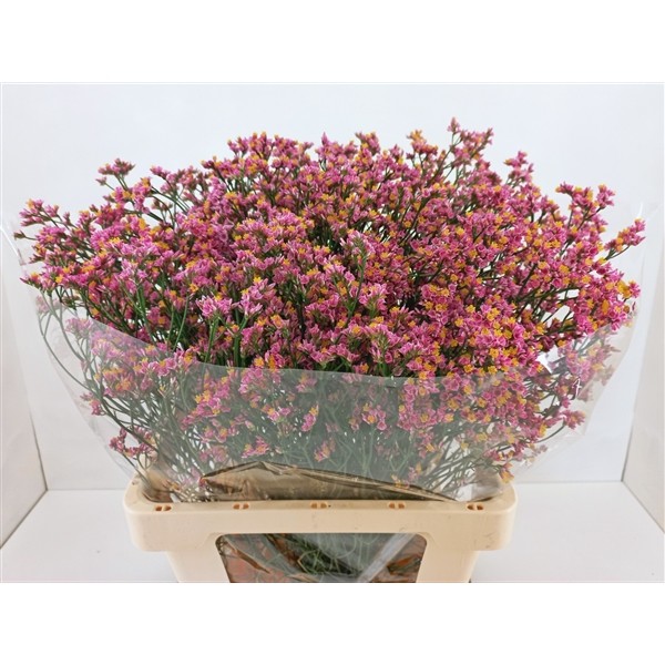 Limonium Hol. Sin Blush Diamond 80cm 35gr "T25" Fs.