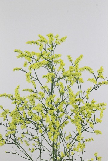 Limonium Hol. Sin China Lemon 80cm 35gr "T25"