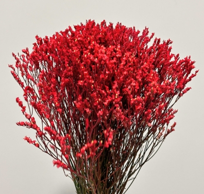 Limonium Col. Pintado Rojo 70cm