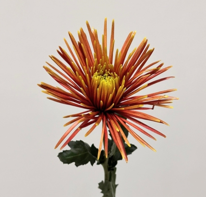 Uniflor Col. Chispa Rojo