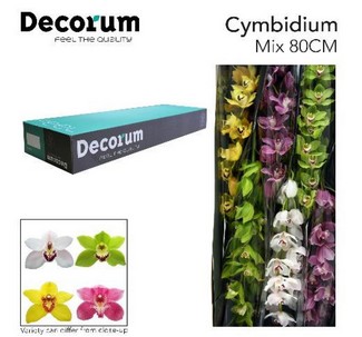 Cymbidium Mixta 80cm "Decorum"