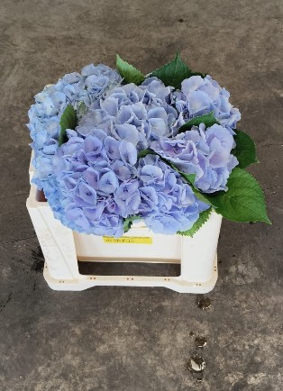 Hortensia Hol. My Heaven 50cm �16/18cm Lav.