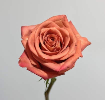 Rosa Ecu. Barista 40cm