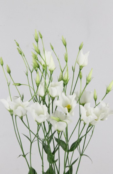 Lisiantus Hol. Botanic White 70cm 55gr "T10"