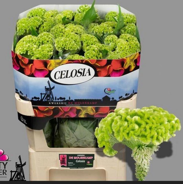 Celosia Cresta Hol. Verde 70cm (7 Dias - 2)