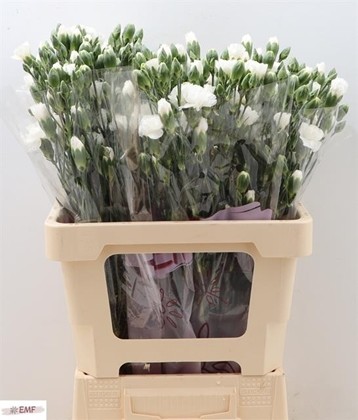 Clavel Hol. Mini Blanquita 55cm 45gr