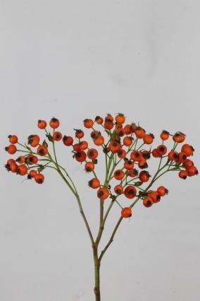 Semilla Rosa Mandarin Hiphop 50cm