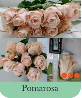 Rosa Hol. Pomarosa 50cm Rs.