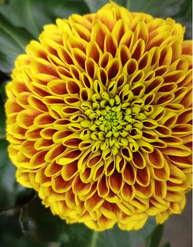 Uniflor Hol. Tropicana 75gr Ama.