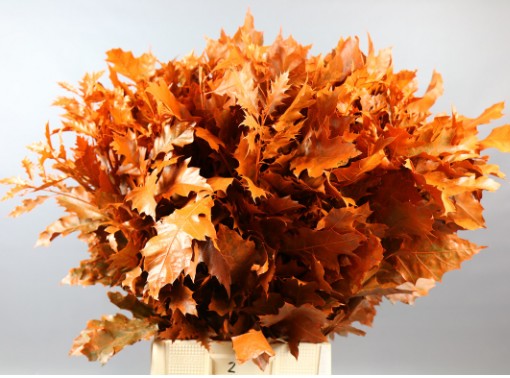 Roble Hol. Rubra Pintado Orange 60cm