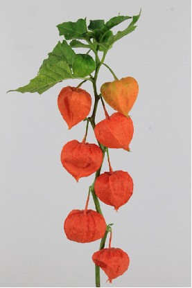 Physalis Naranja 60cm "CC50"