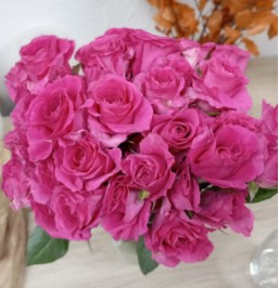 Ramificada Col. Super Nova 40cm Fuc.