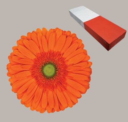 Gerbera Hol. Atlanta "CC50"