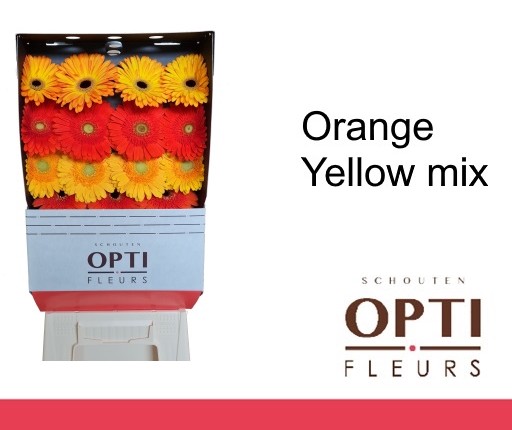 Gerbera Hol. Orange Yellow Mix "CC50"