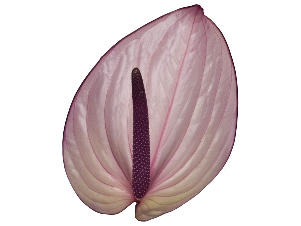 Anthurium Hol. Bellanca Malva 11  "CC16"
