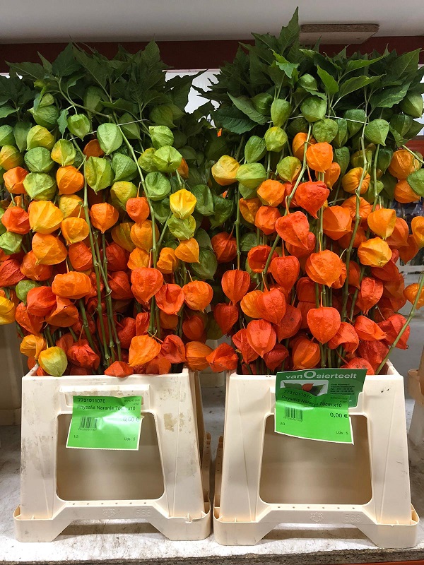 Physalis Naranja 70cm "CC40"