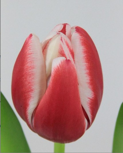 Tulipan Hol. Furand 35cm Bic.