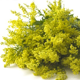 Solidago Carzan Glory 70cm 35gr "T25"