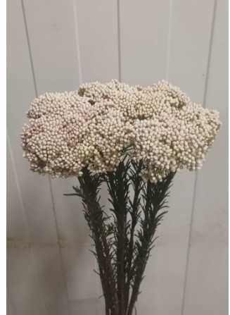 Flor de Arroz Ecu. Victoria White 60cm
