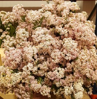 Flor de Arroz Ecu. Victoria Pink 60cm