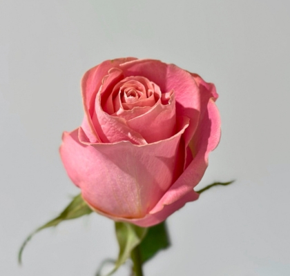 Rosa Ecu. Hermosa 80cm (7 Dias - 2)