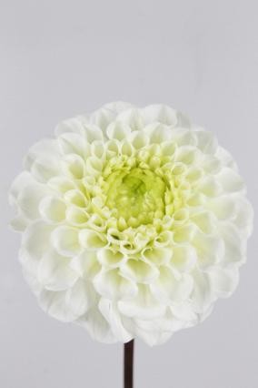 Dalia Hol. Caro 60cm "CC40" (7 Dias - 2)
