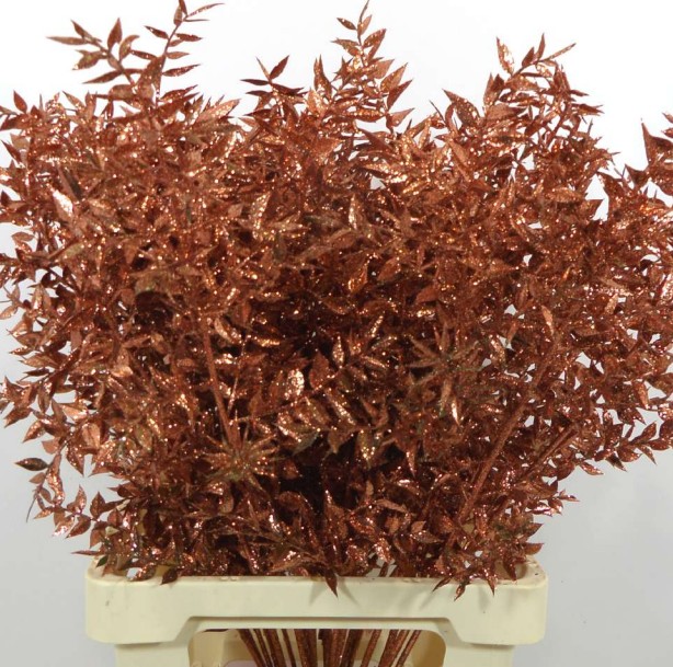 Ruscus Wild Brillantina Cobre 70cm "T25"