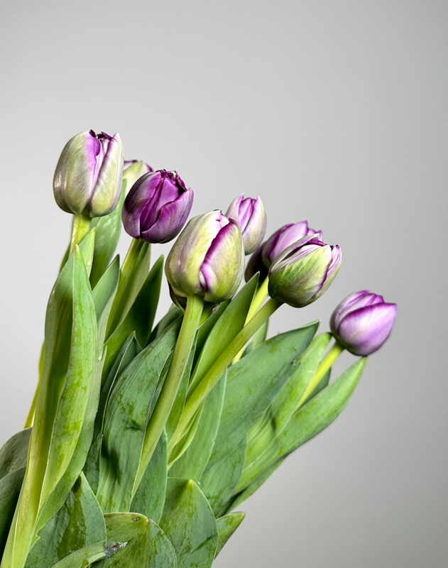 Tulipan Hol. Doble Saigon 50cm Mor.
