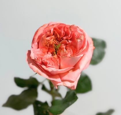 Rosa Col. Mandarin Xpression 60cm
