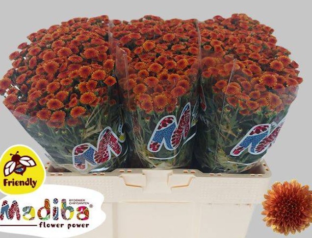 Santini Mad.Tyolo Orange 1200gr "T25" Nj