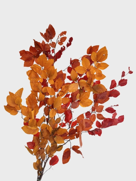 Fagus Estabilizado Otoal 70cm 100g